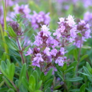 Blumen veranschaulichen den Neubeginn für Nikisa